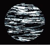 ガラスフレークライニング塗膜断面顕微鏡写真